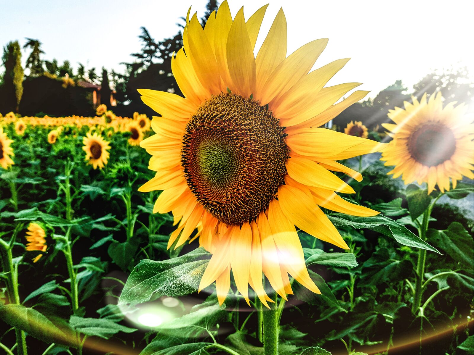 Samsung Galaxy S8+ sample photo. Sunflowers, summer, flowers photography