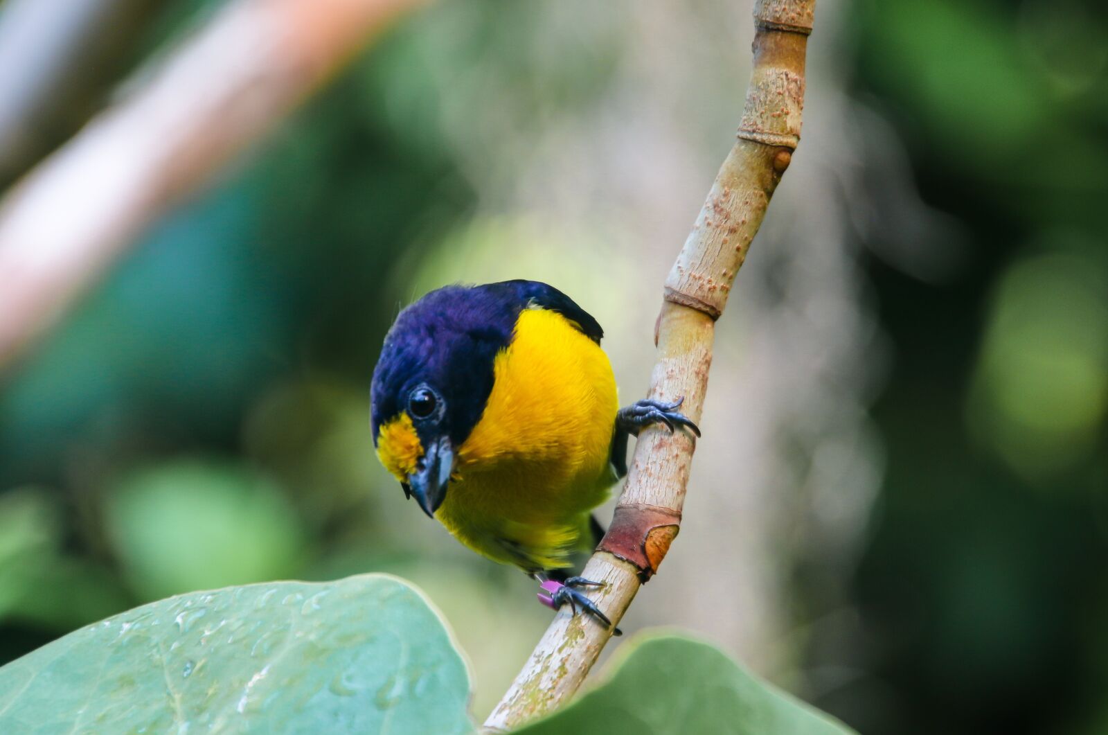 Canon EOS 70D sample photo. Animal world, bird, violet photography