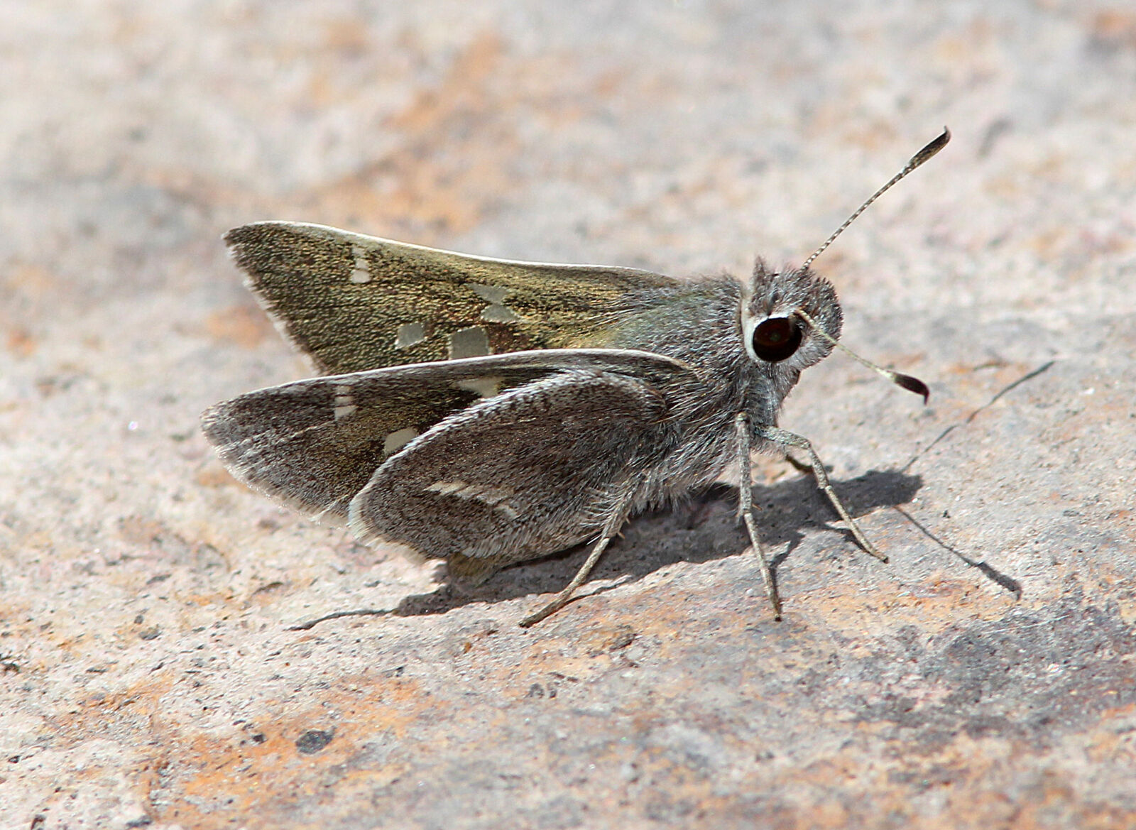 Canon EF 300mm F4L IS USM sample photo