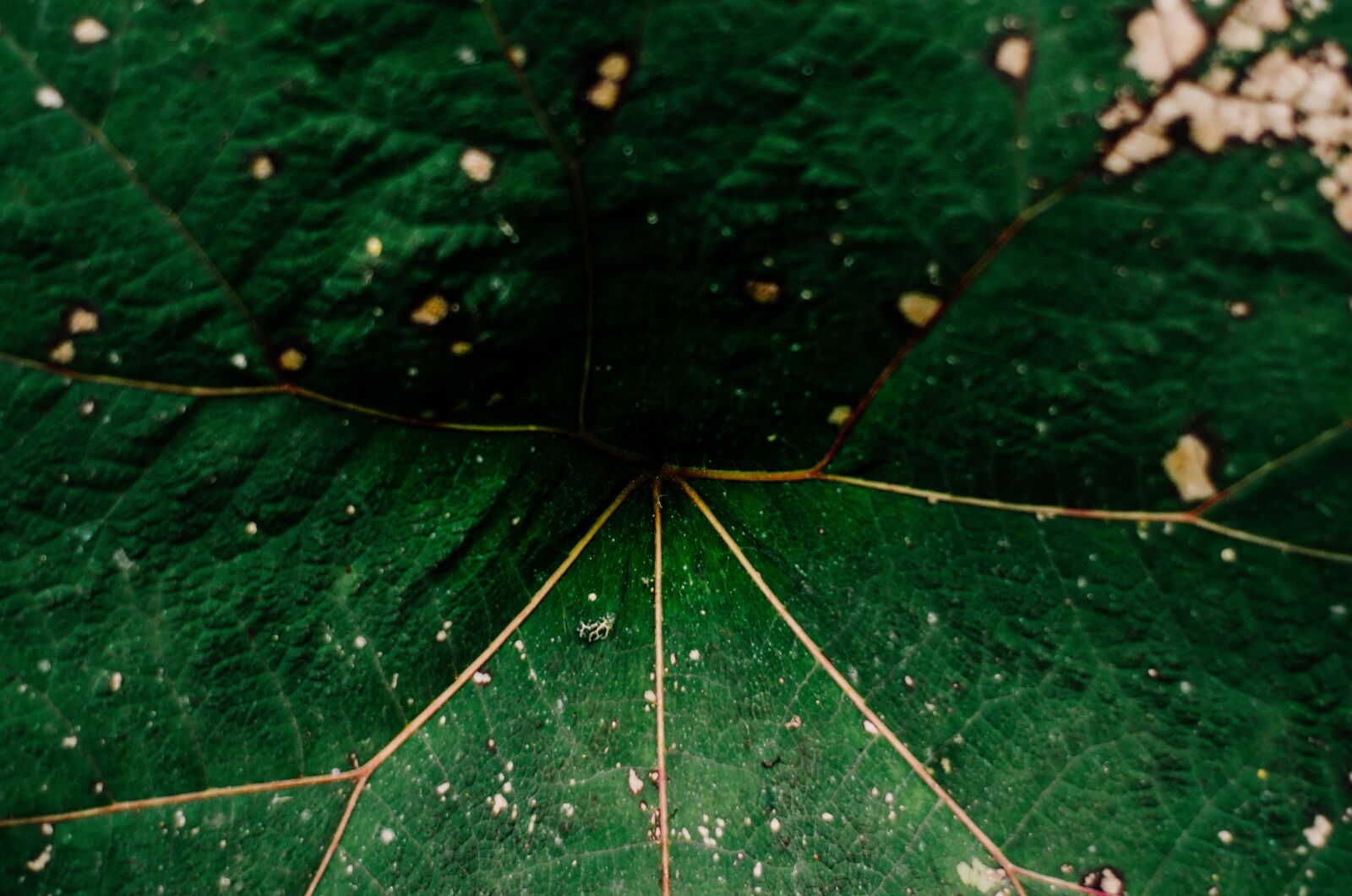 Nikon D5100 sample photo. Plant, texture, green photography