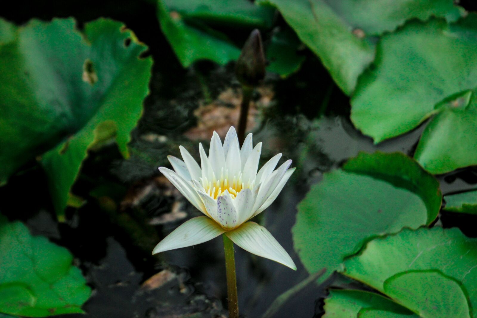 Canon EOS 600D (Rebel EOS T3i / EOS Kiss X5) sample photo. Lotus, nature, flowers photography