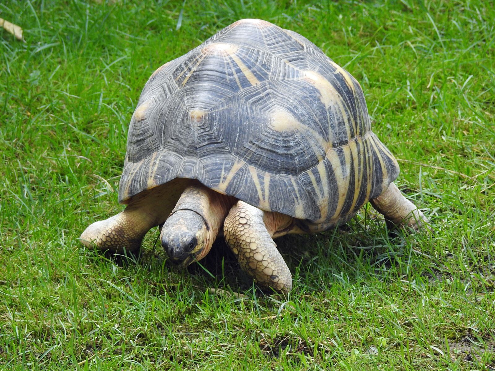 Nikon Coolpix P900 sample photo. Turtle, grass, gently photography