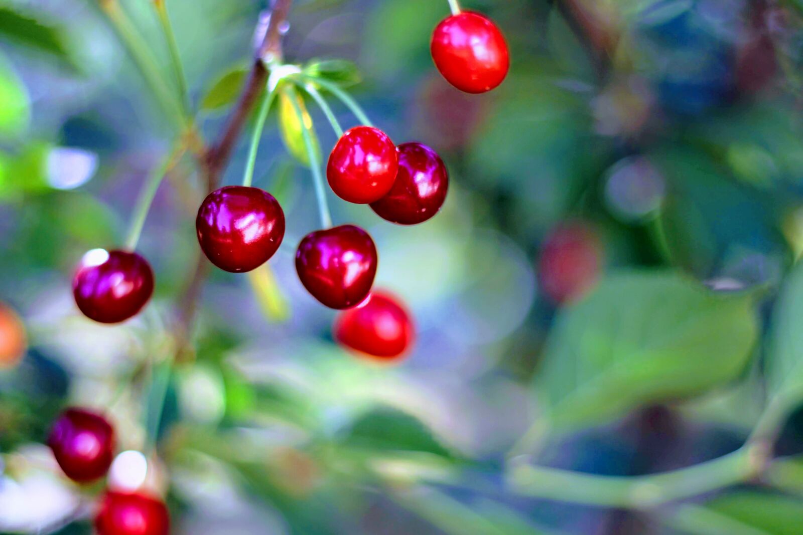 Canon EOS 700D (EOS Rebel T5i / EOS Kiss X7i) + Canon EF 50mm F1.8 STM sample photo. Cherry, cherries, closeup photography