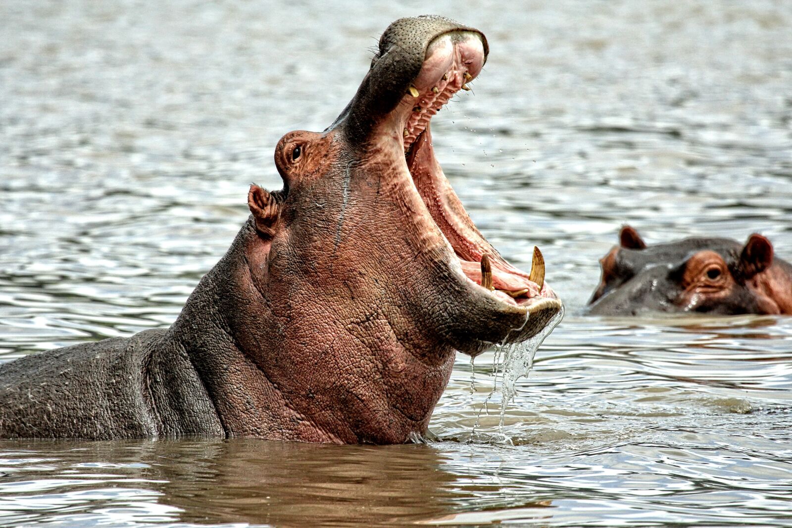 Canon EOS 60D + Canon EF 100-400mm F4.5-5.6L IS USM sample photo. Hippo, animals, africa photography