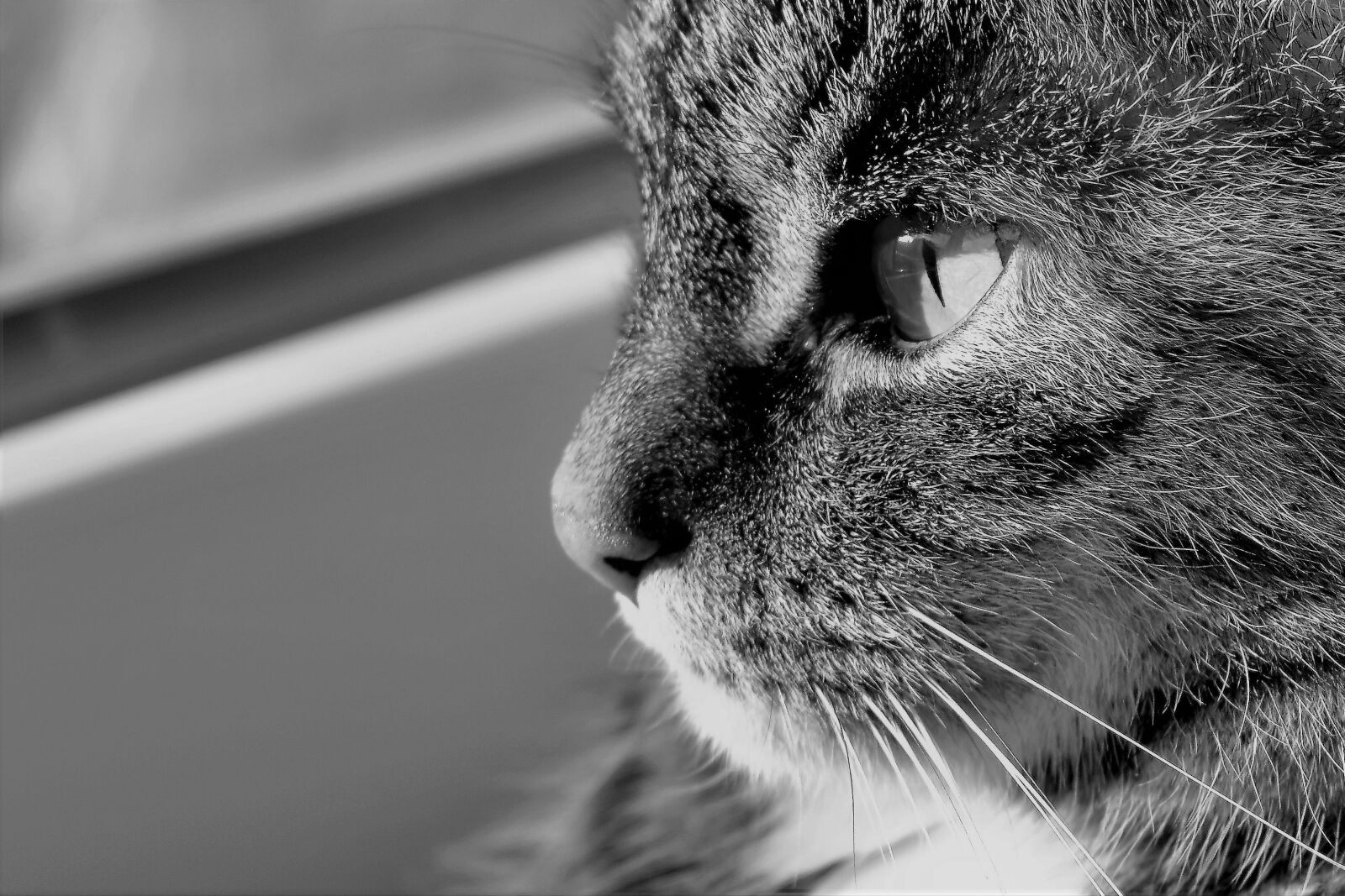 Nikon D5500 sample photo. Cat, animal, black and photography