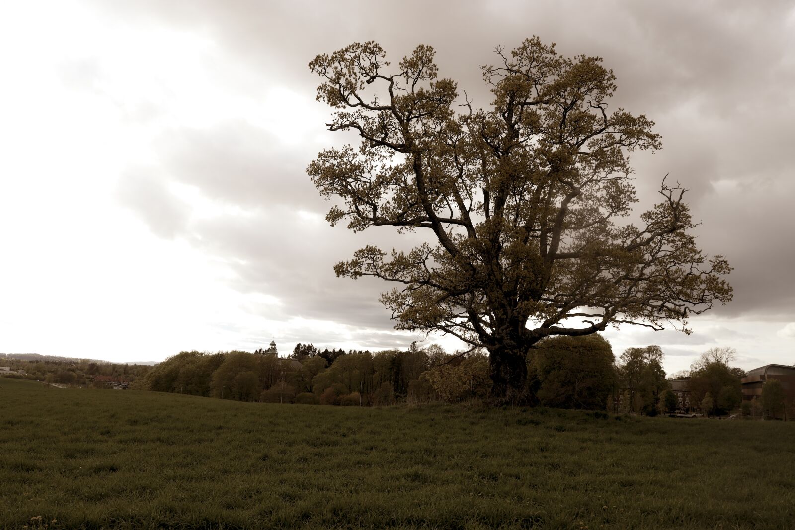 Canon EOS R sample photo. Oak, tree, nature photography