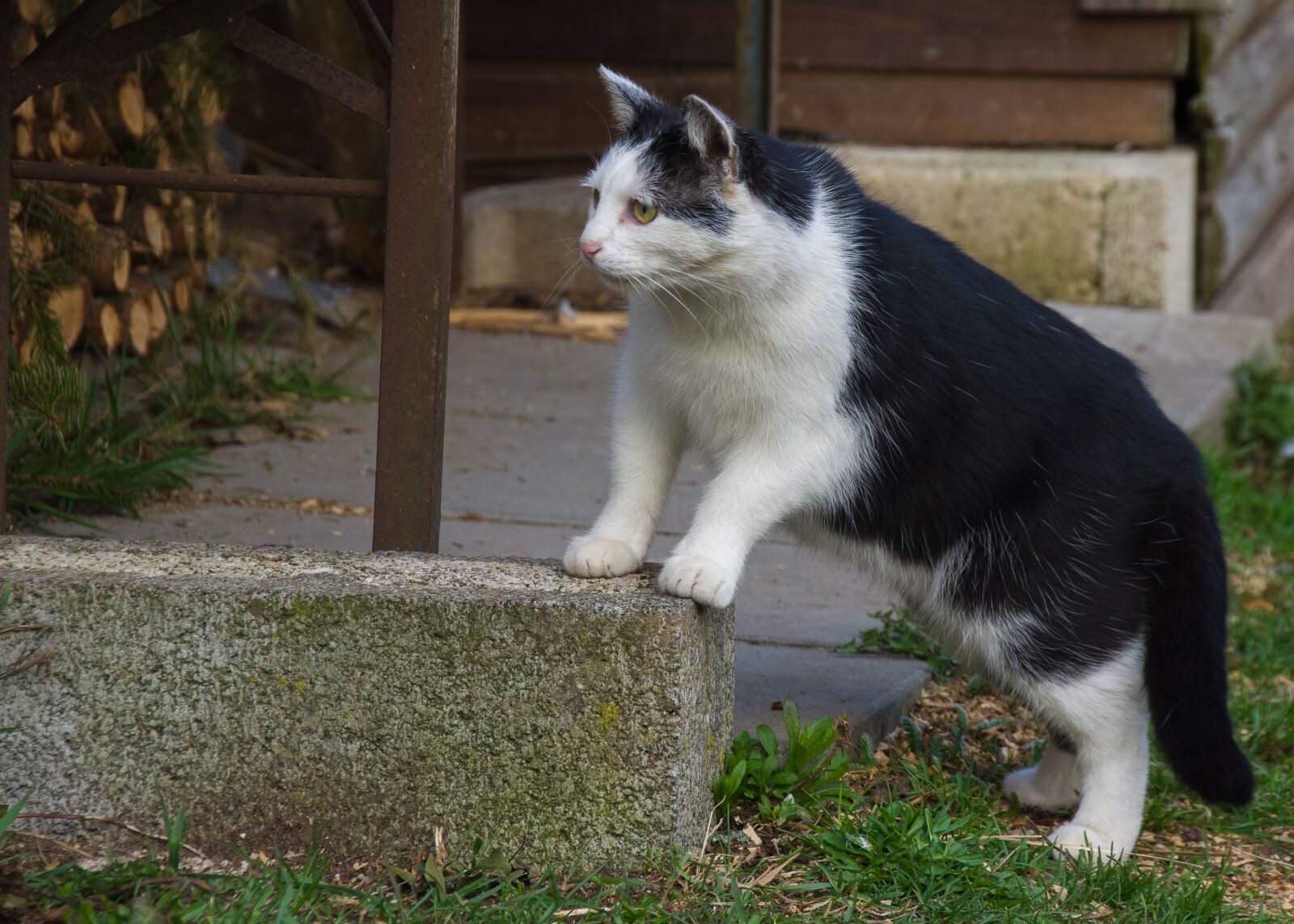 Pentax K-70 sample photo. Cat, hunt, attention photography