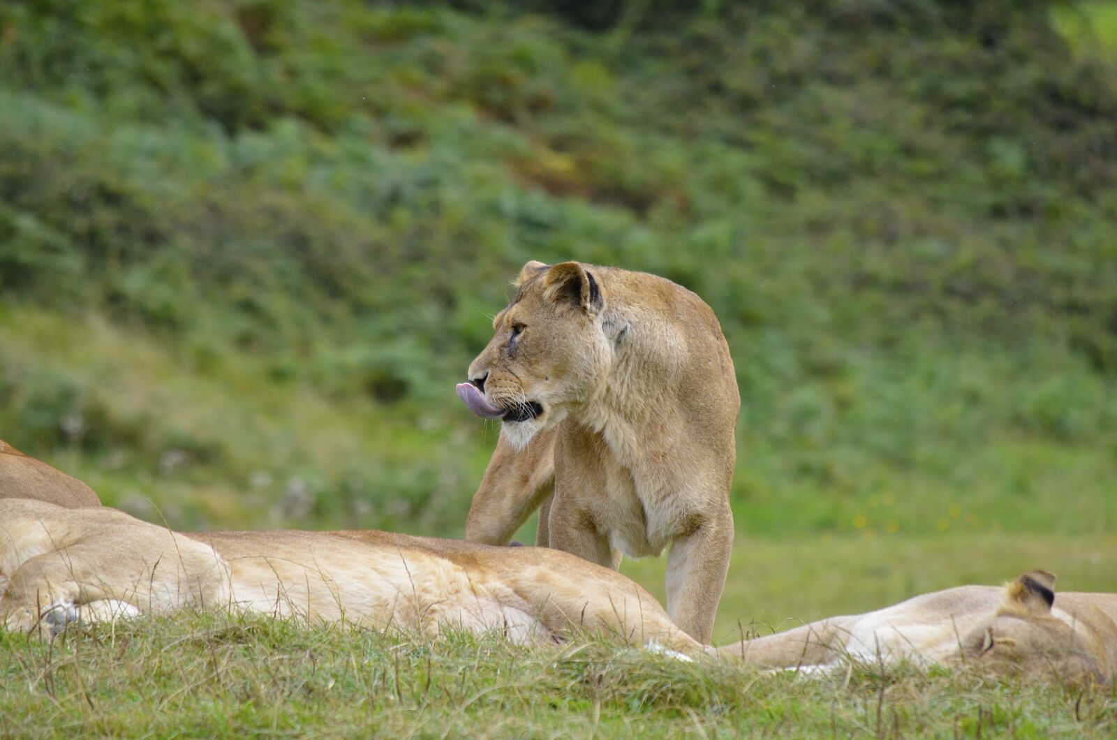 Nikon D7000 sample photo. Lion, lioness, wild photography