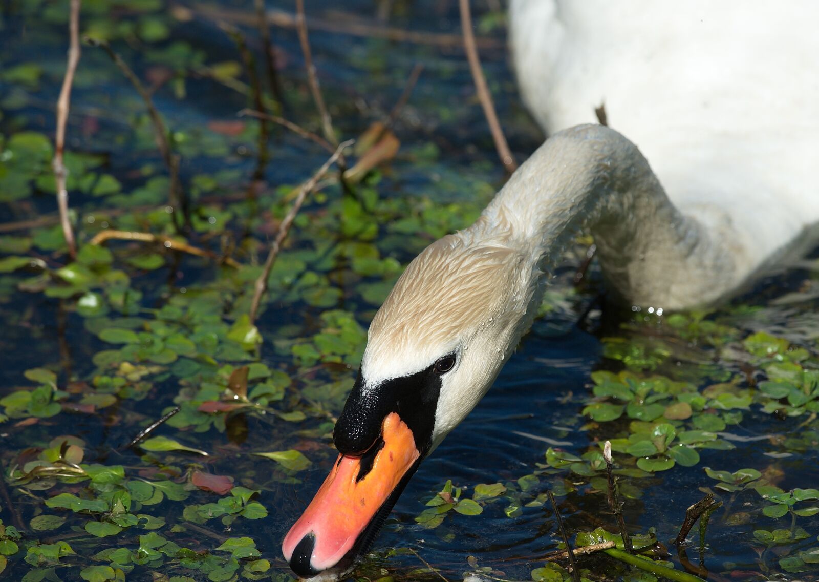 Nikon D700 sample photo. Swan, white, beauty photography