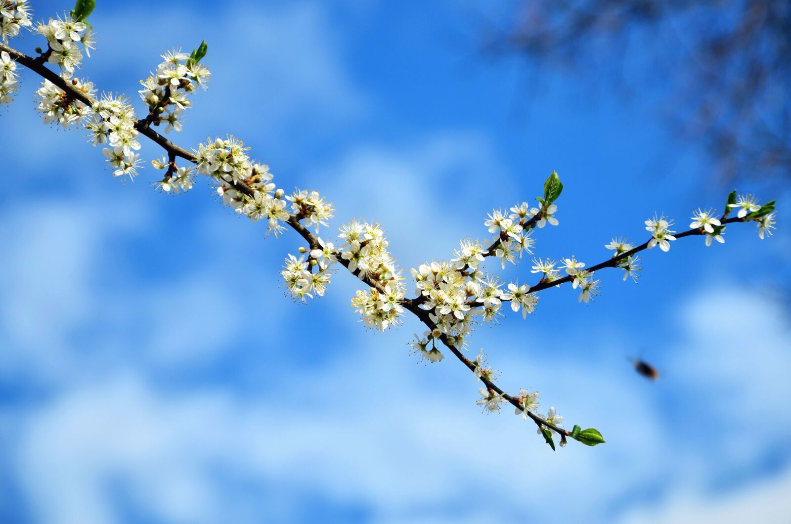 Nikon D5100 sample photo. Branch, flowers, spring, blue photography