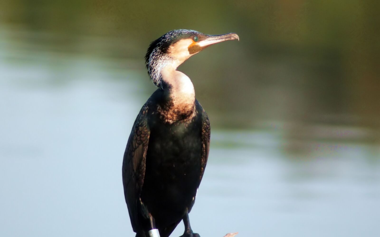 Tokina SD 400mm f/5.6 sample photo. Great cormorant, wild, bird photography