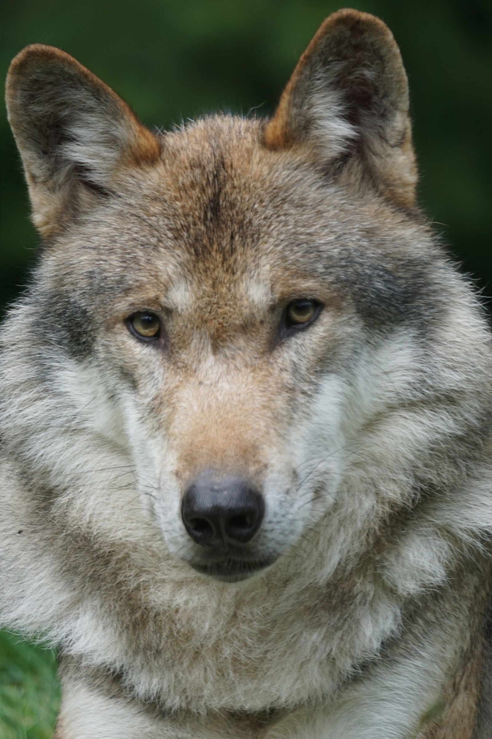 Sony ILCA-77M2 + Sony 70-400mm F4-5.6 G SSM sample photo. Wolf, predator, european wolf photography