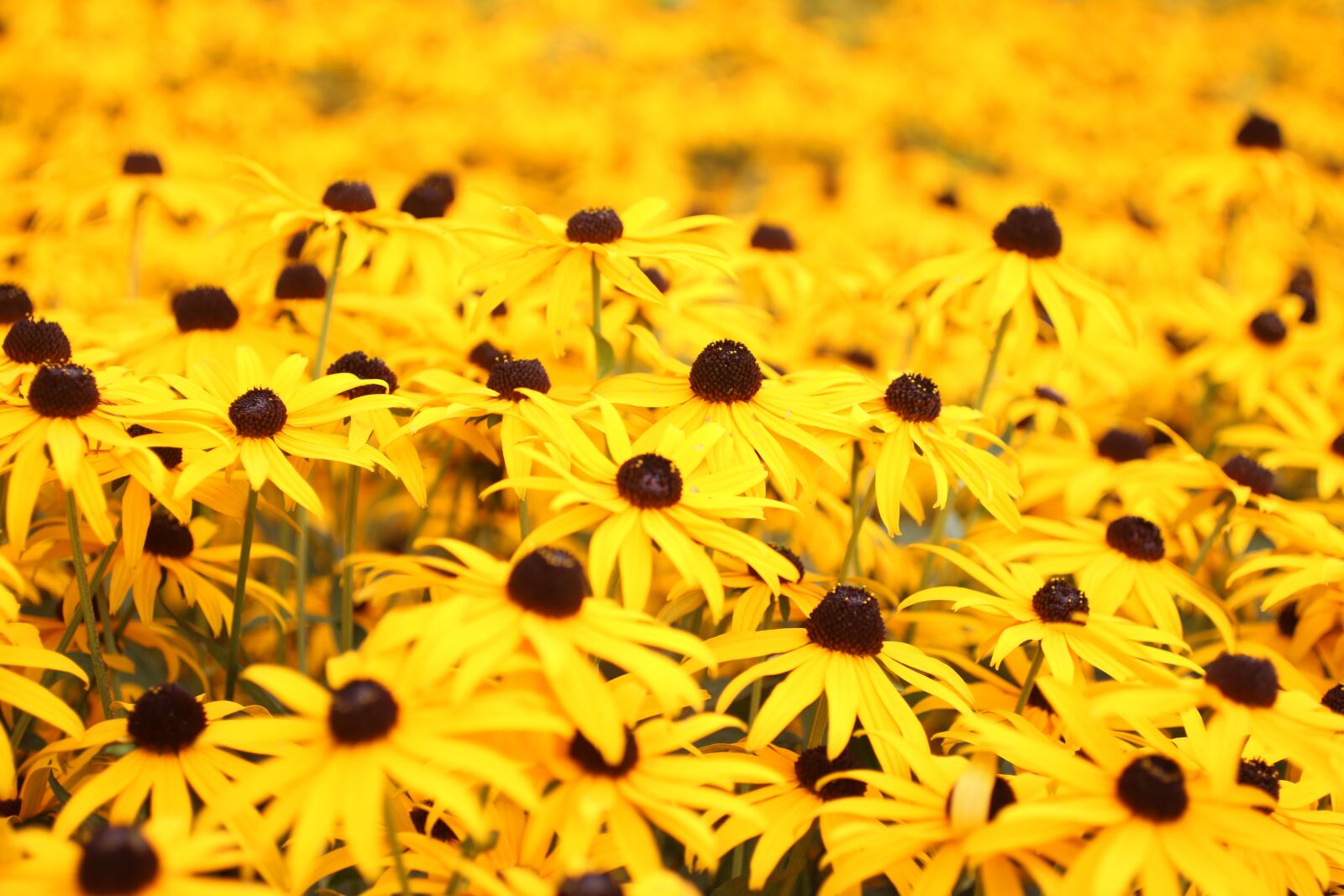 Canon EOS 760D (EOS Rebel T6s / EOS 8000D) + Canon EF 50mm F2.5 Macro sample photo. Yellow, margarets, flowers photography
