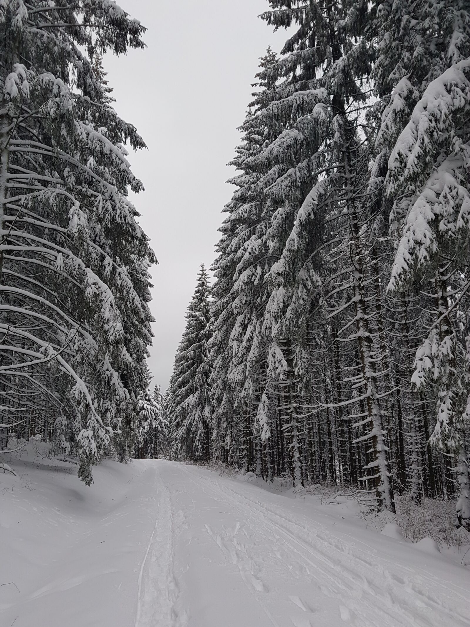 Samsung Galaxy S7 Edge sample photo. Resin, forest, snow photography