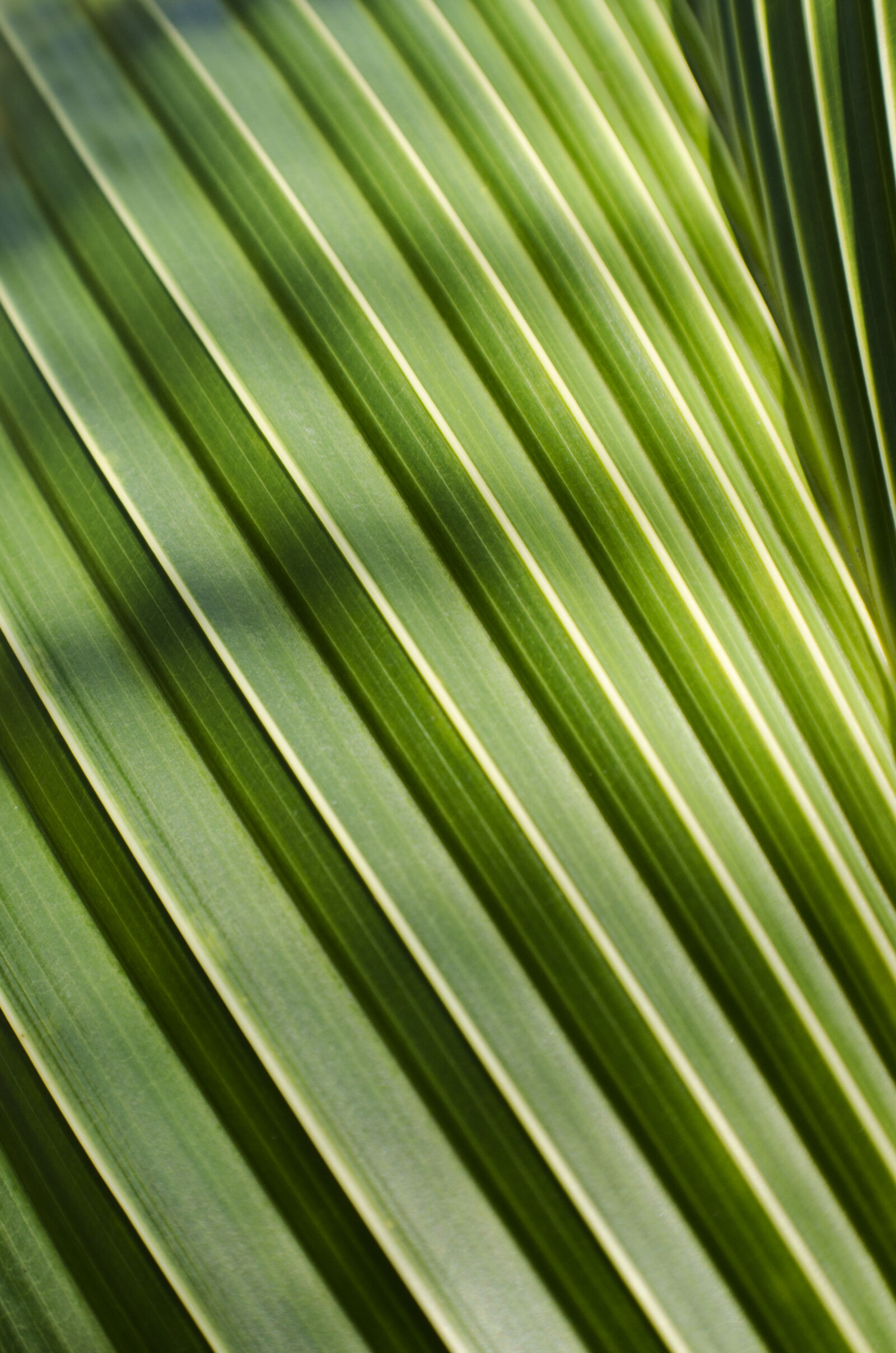 Nikon D5100 sample photo. Green, leaves, lineas, lines photography