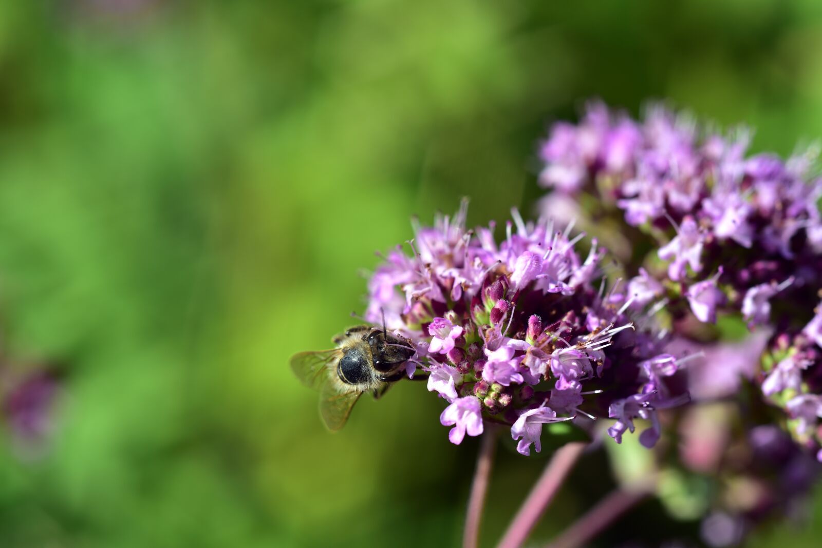 Nikon D750 sample photo. Blossom, bloom, bee photography
