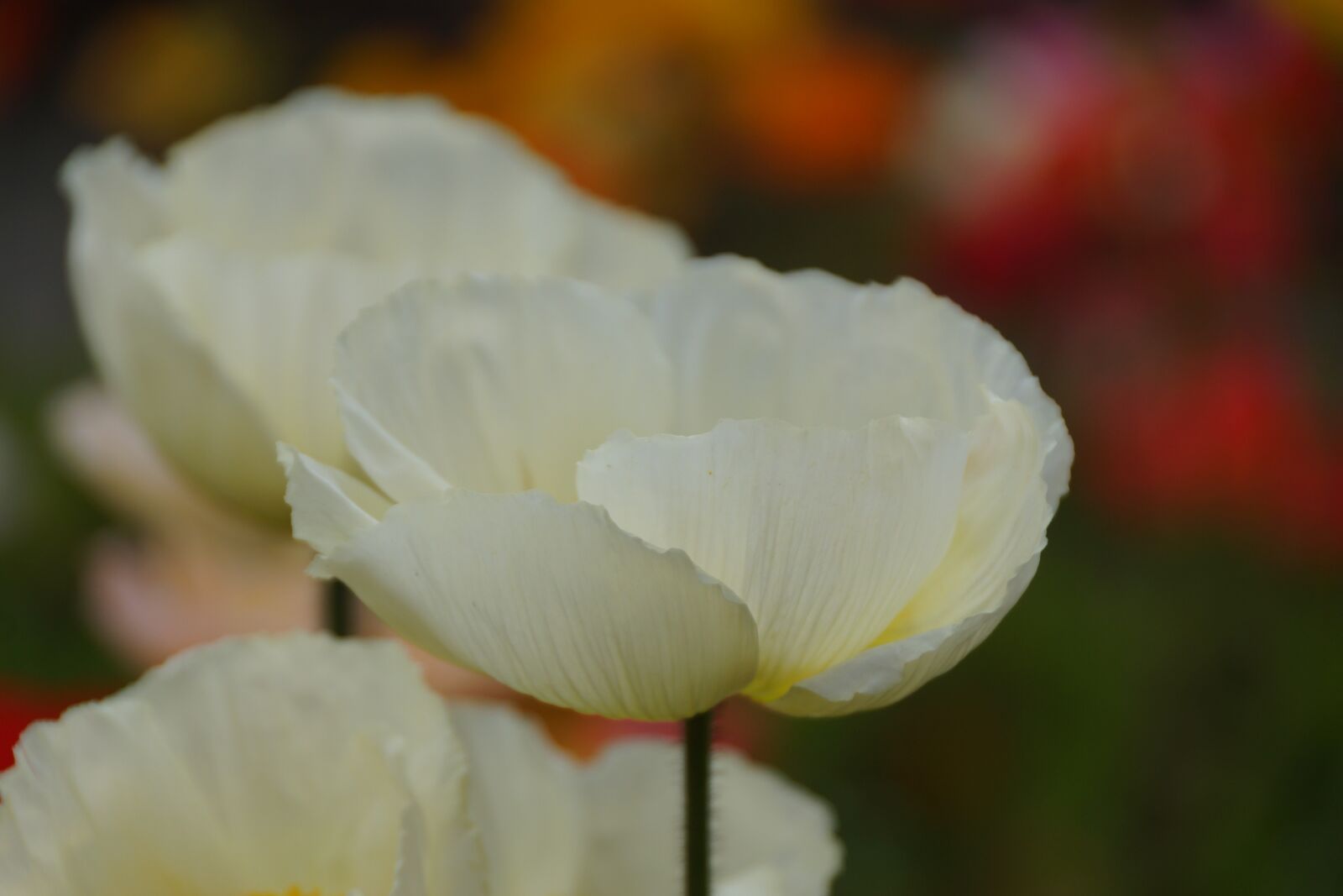 Sony SLT-A77 + Sony DT 18-250mm F3.5-6.3 sample photo. White, poppy, flower photography