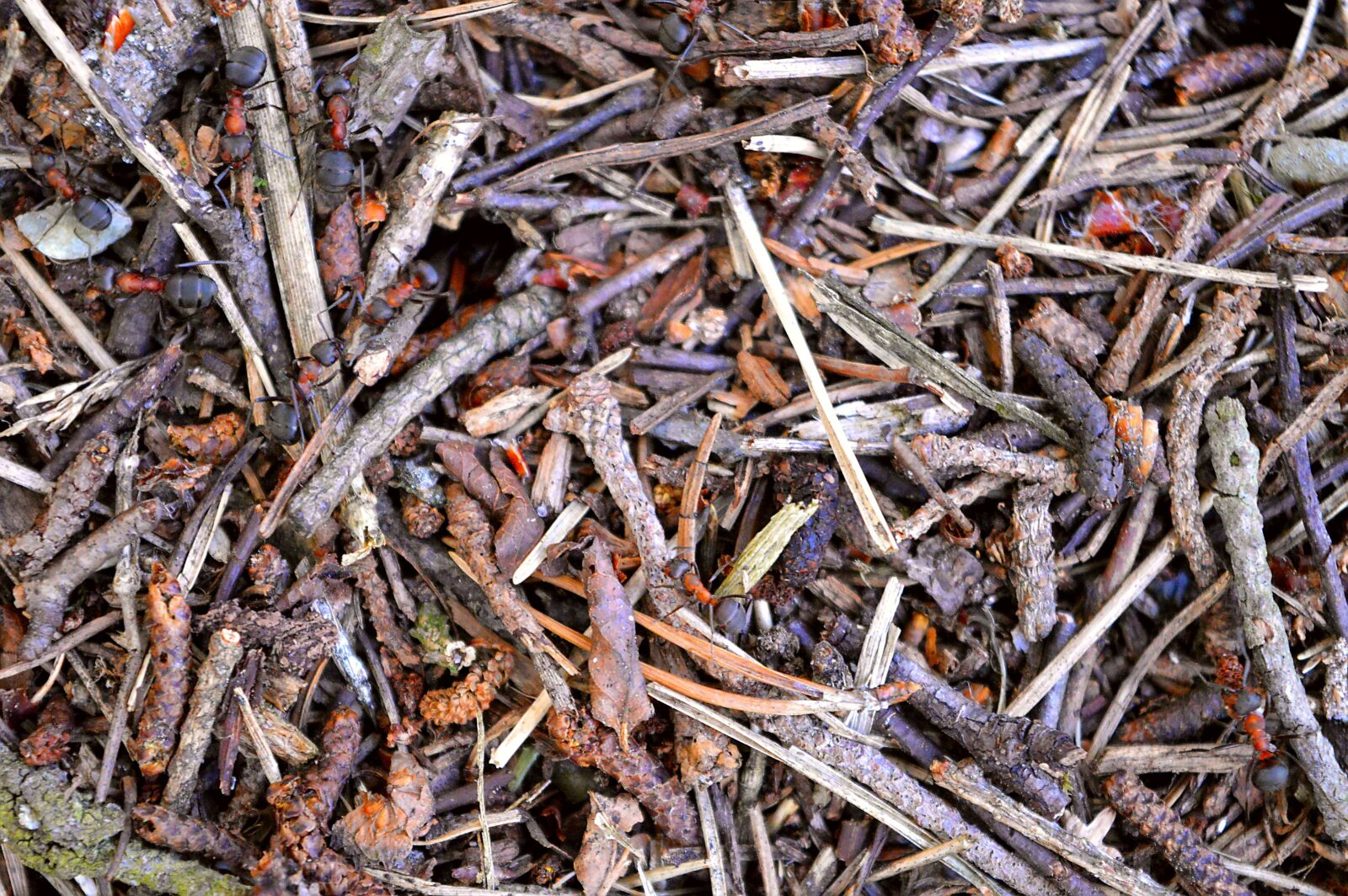 Nikon D3200 sample photo. Red ants, ants, red photography