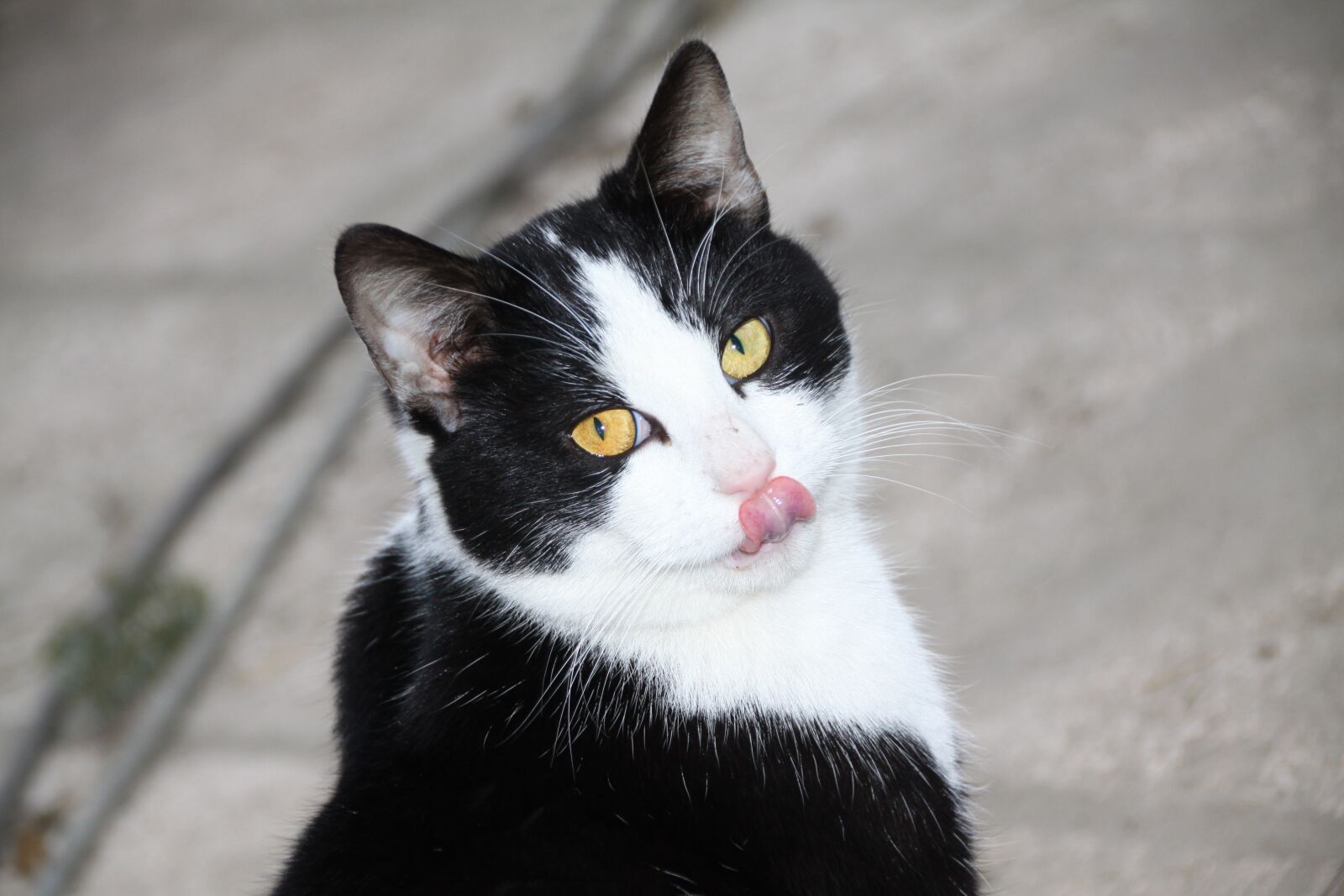 Canon EOS 50D sample photo. Cat, feline, animal photography