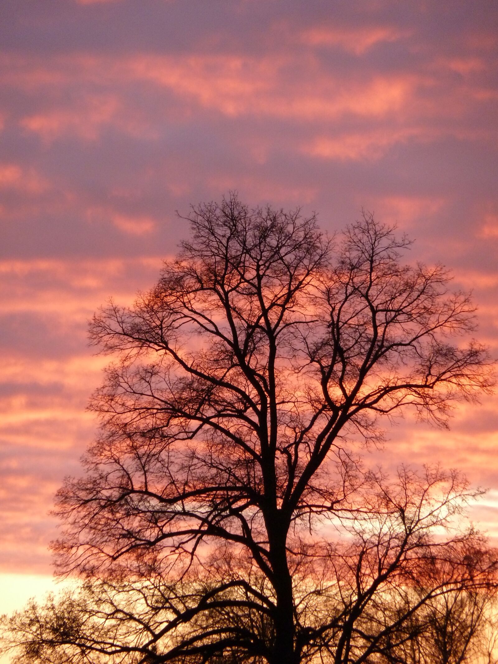 Panasonic Lumix DMC-ZS7 (Lumix DMC-TZ10) sample photo. Dusk, tree, red photography