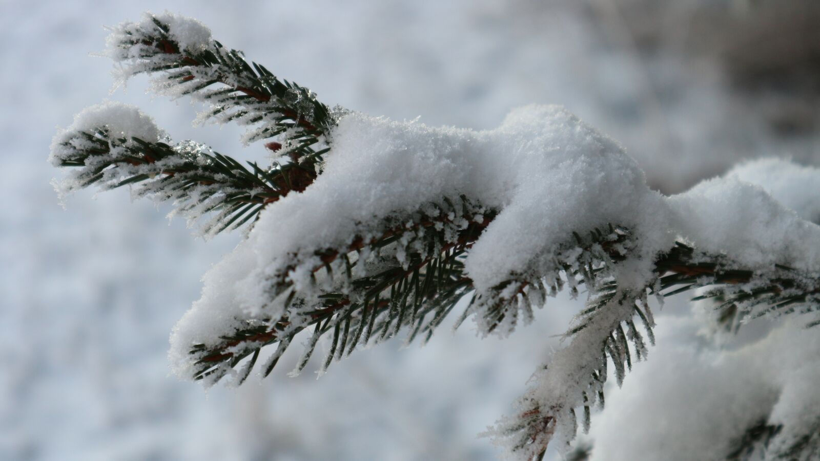 Canon EOS M10 sample photo. Winter, snow, frost photography