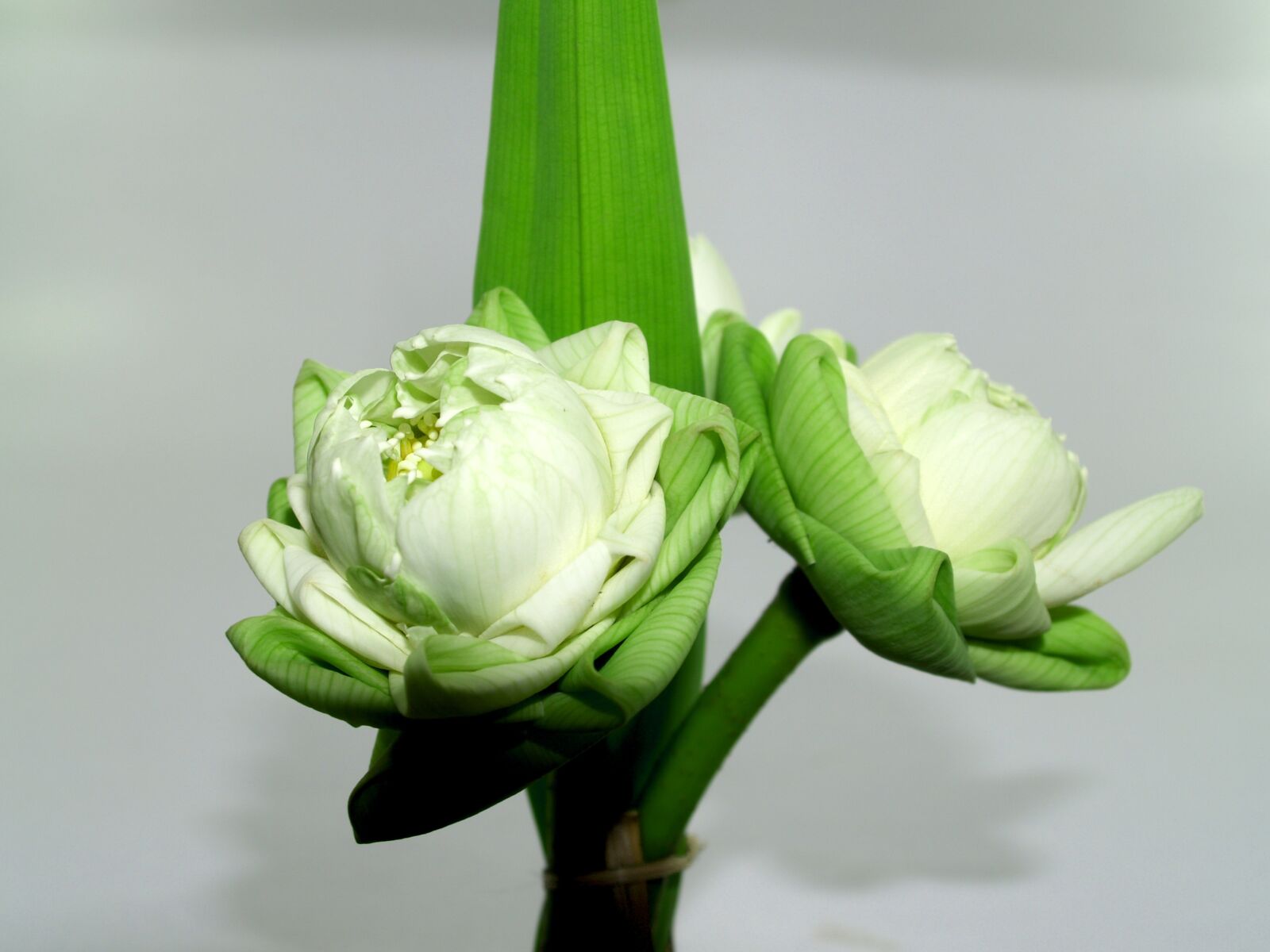 Olympus E-300 (EVOLT E-300) sample photo. White, flower, lotus photography
