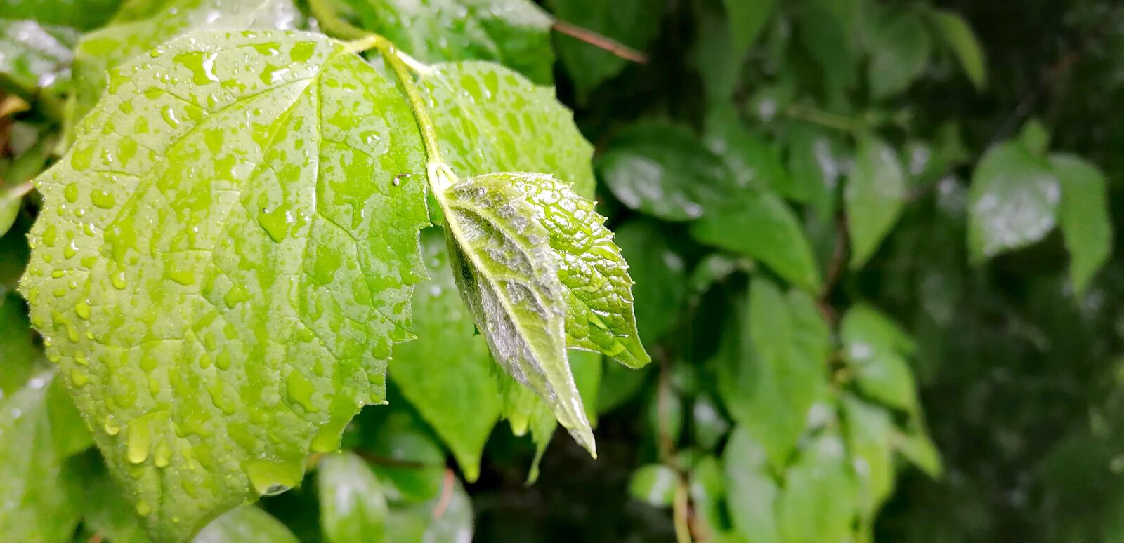 HUAWEI P30 LITE sample photo. On, tree leaves, rain photography