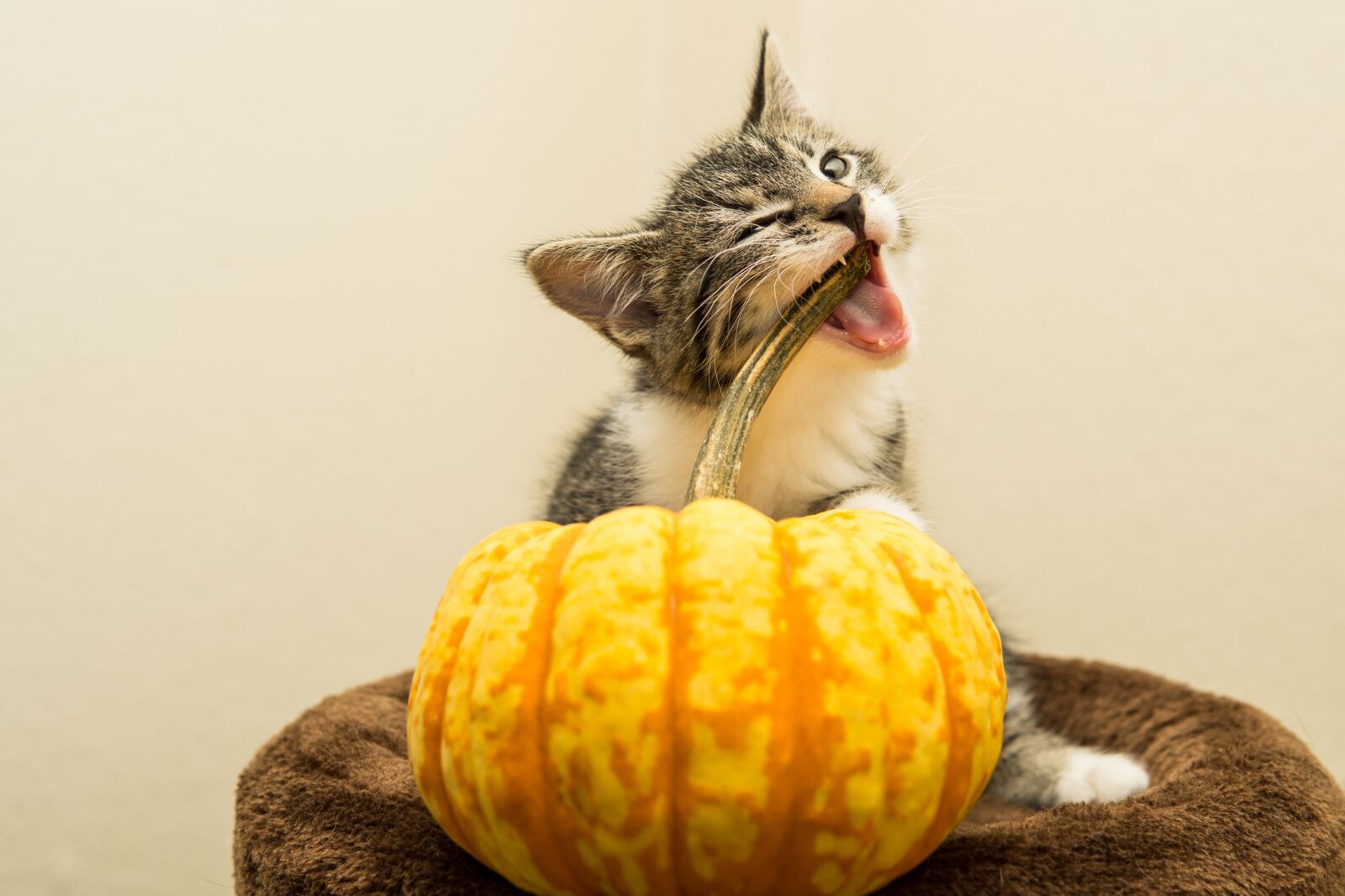 30mm F1.4 DC DN | Contemporary 016 sample photo. Cat, pumpkin, small photography