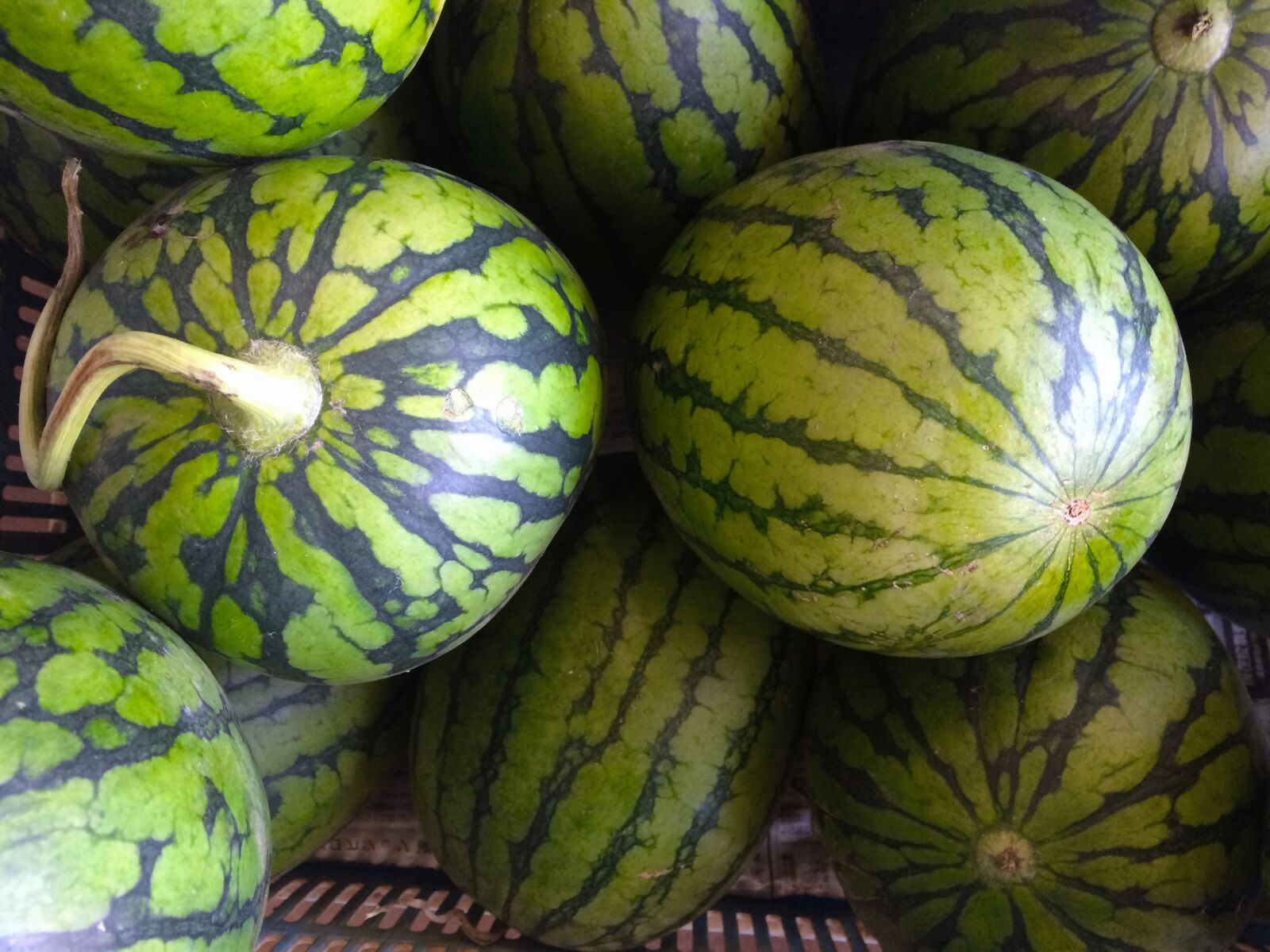 iPhone 5s back camera 4.15mm f/2.2 sample photo. Watermelon, green, miurakaigan photography