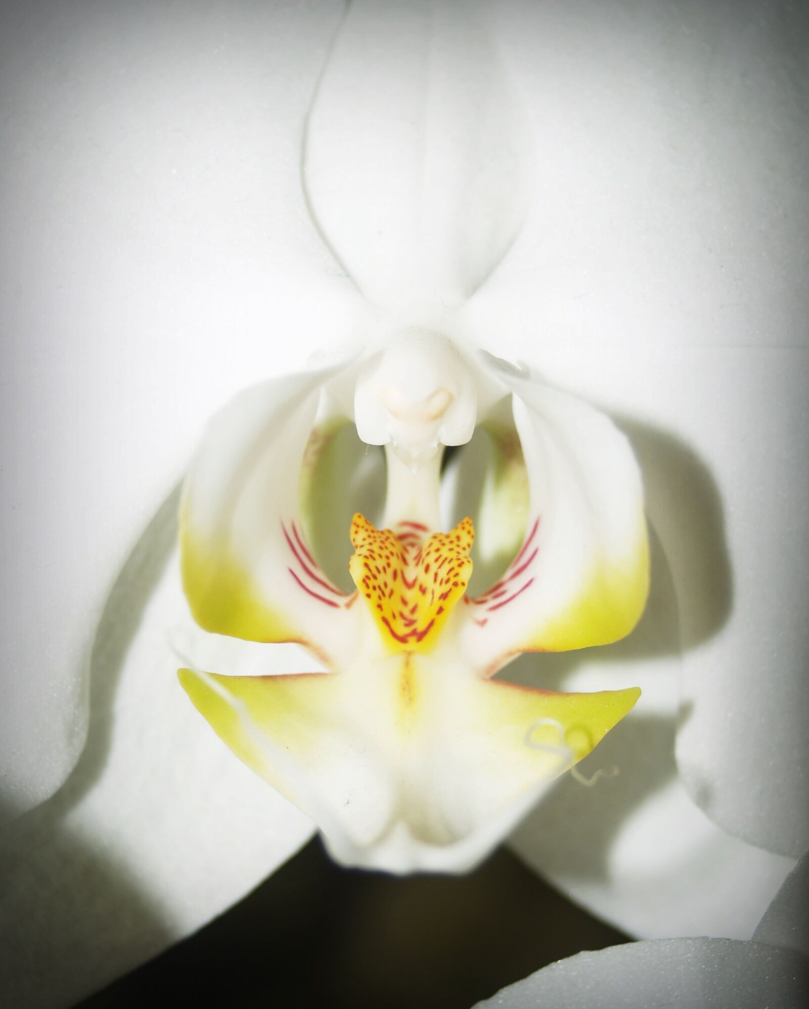 Olympus E-300 (EVOLT E-300) sample photo. Flower, orchid, tropical photography