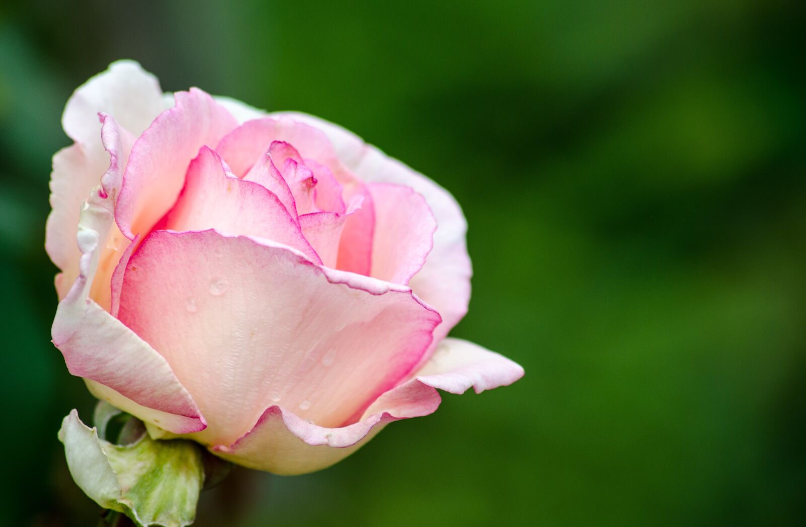 Nikon D5100 sample photo. Rose, pink, rose bloom photography