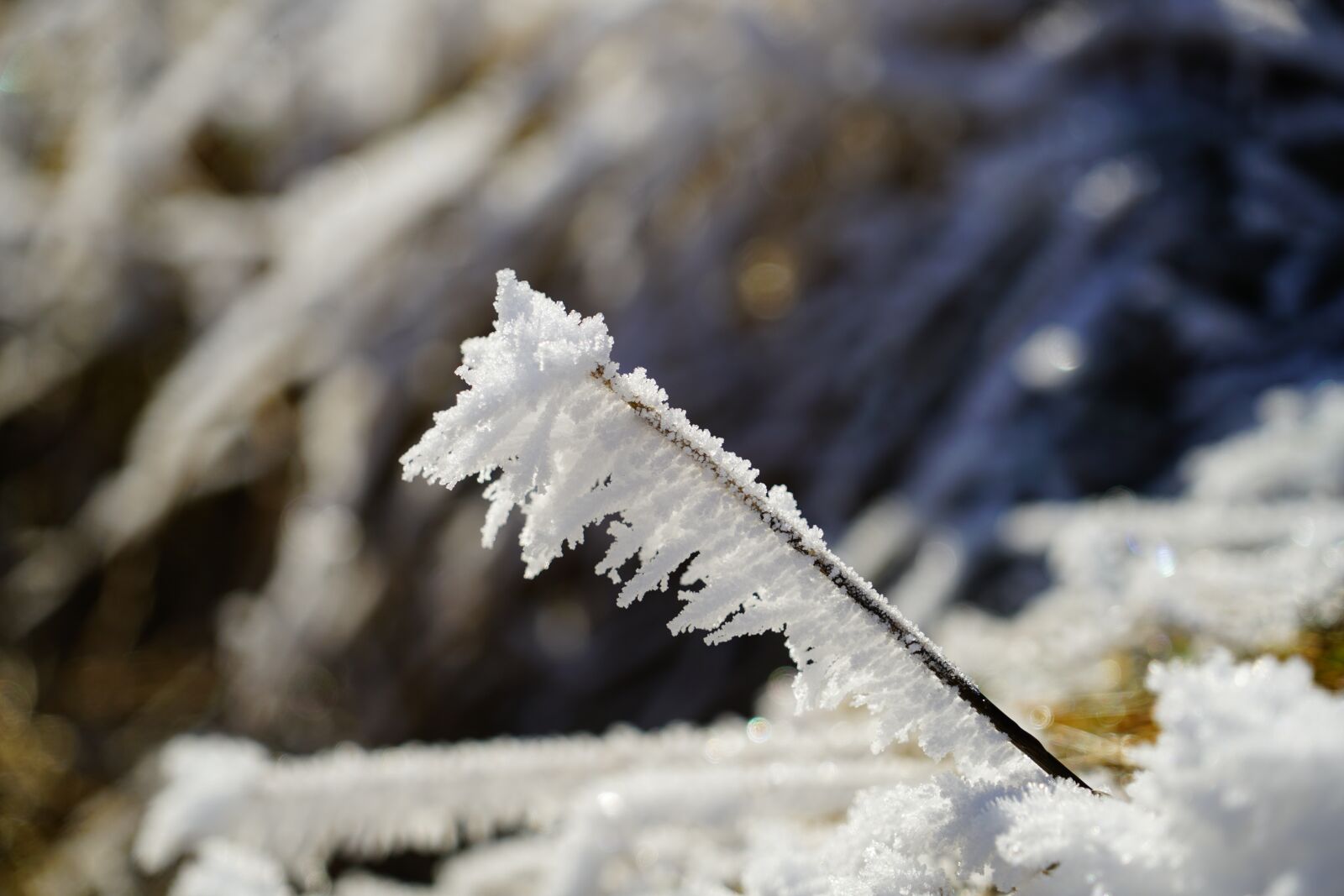 Sony a7R II + Sony FE 24-240mm F3.5-6.3 OSS sample photo. Blade of grass, hoarfrost photography