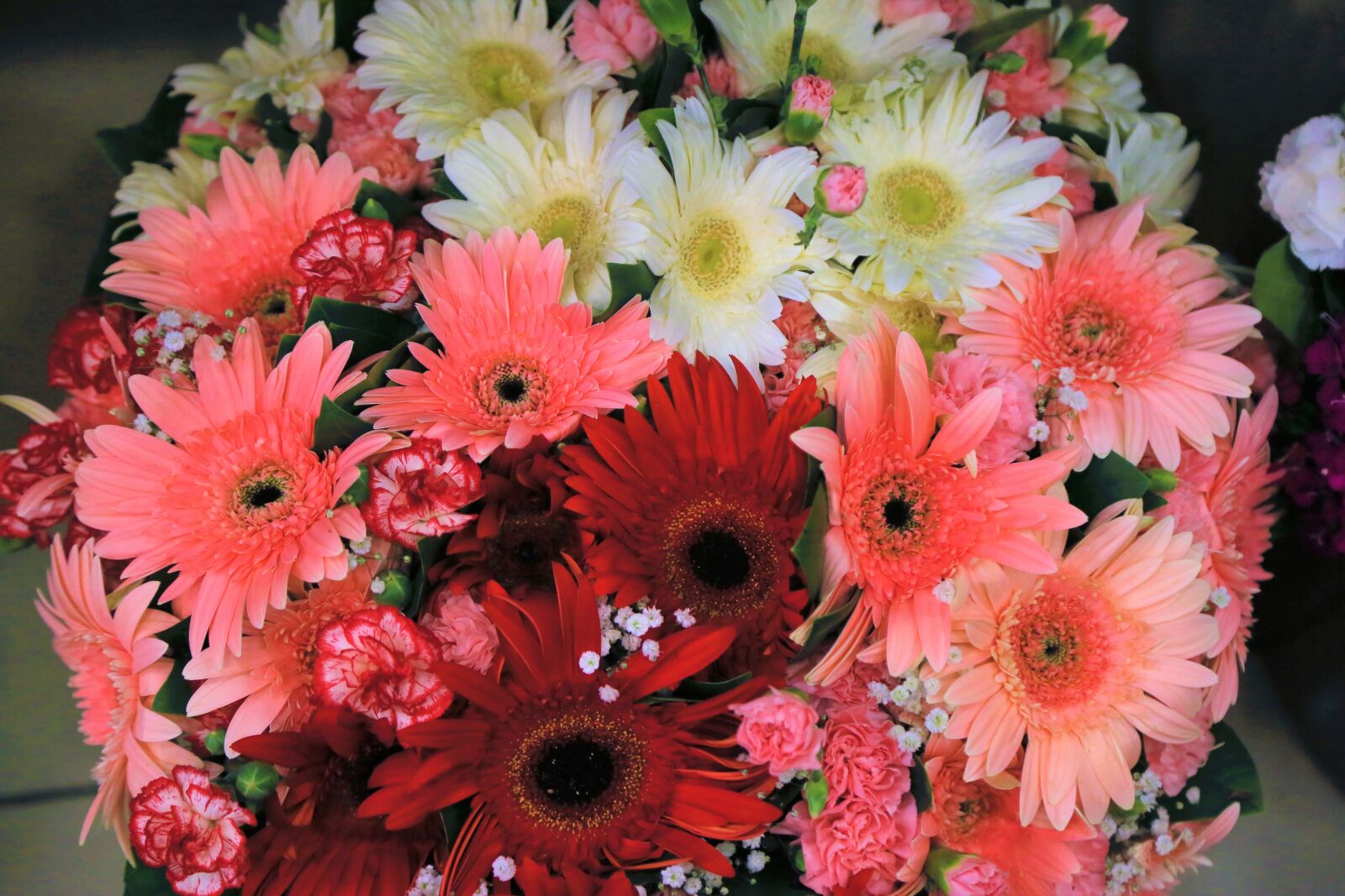 Canon EF 24-105mm F4L IS USM sample photo. Flowers, spring, nature photography
