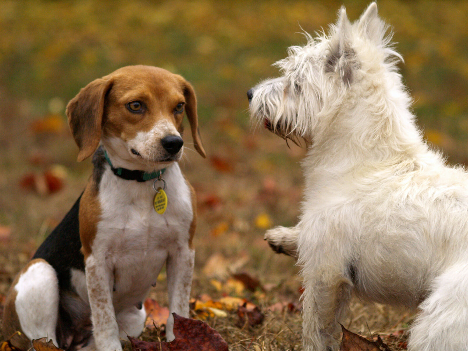 Olympus E-500 (EVOLT E-500) sample photo. Dogs, pets, puppies, animals photography