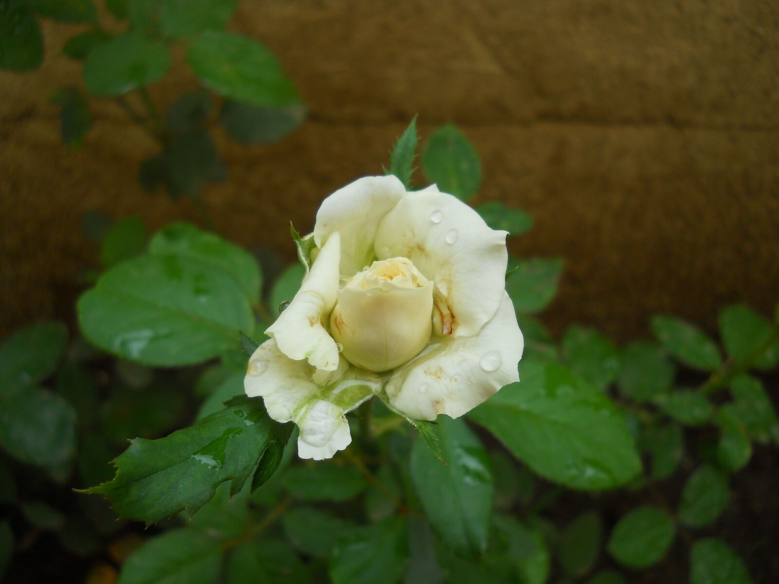 Nikon Coolpix L22 sample photo. White, rose, flower photography