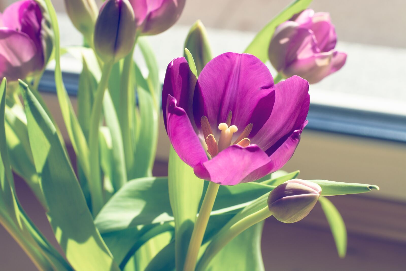 Nikon D7100 sample photo. Tulip, violet, purple photography
