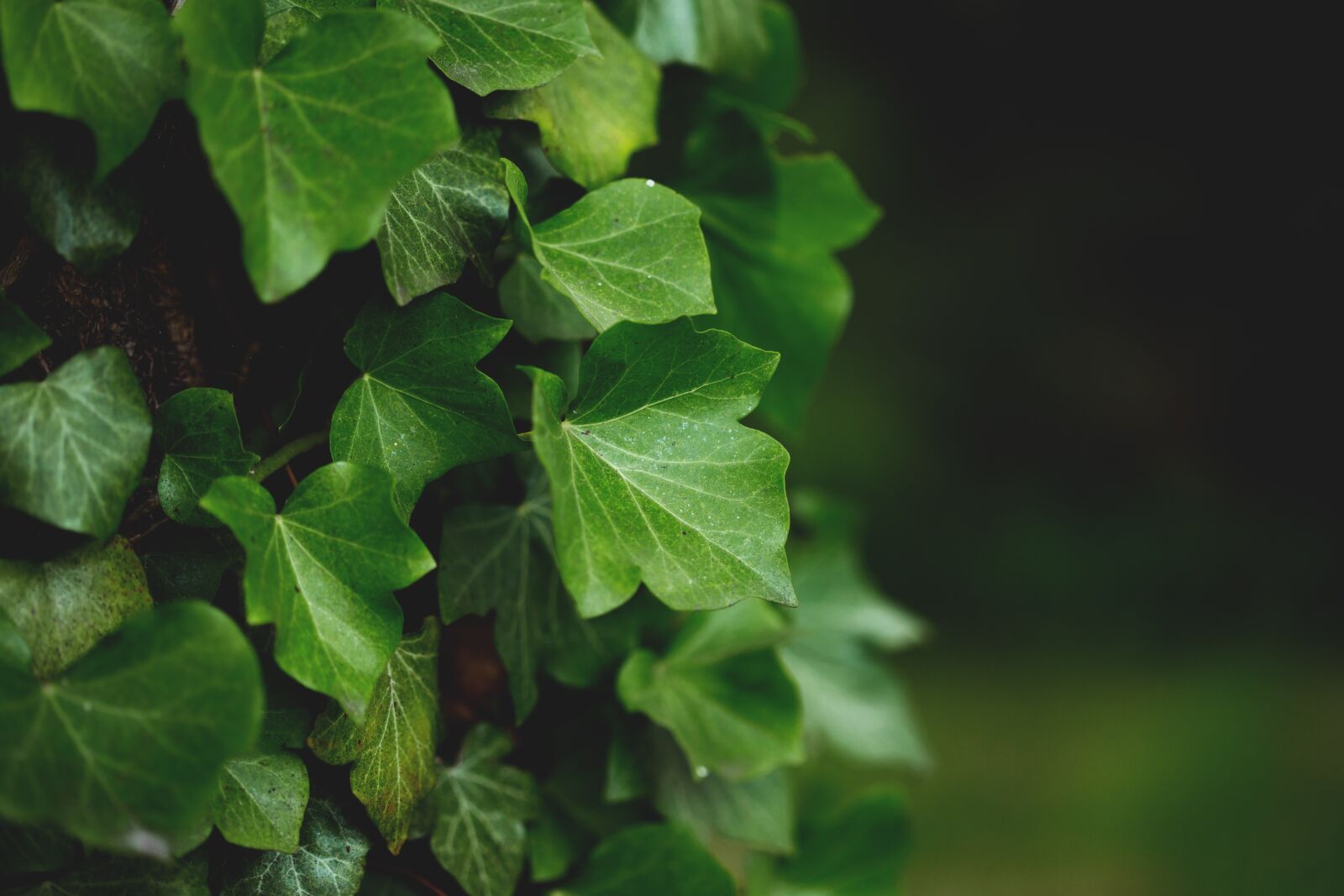 Canon EOS 6D Mark II + Canon EF 100mm F2.8 Macro USM sample photo. Ivy, plant, leaves photography