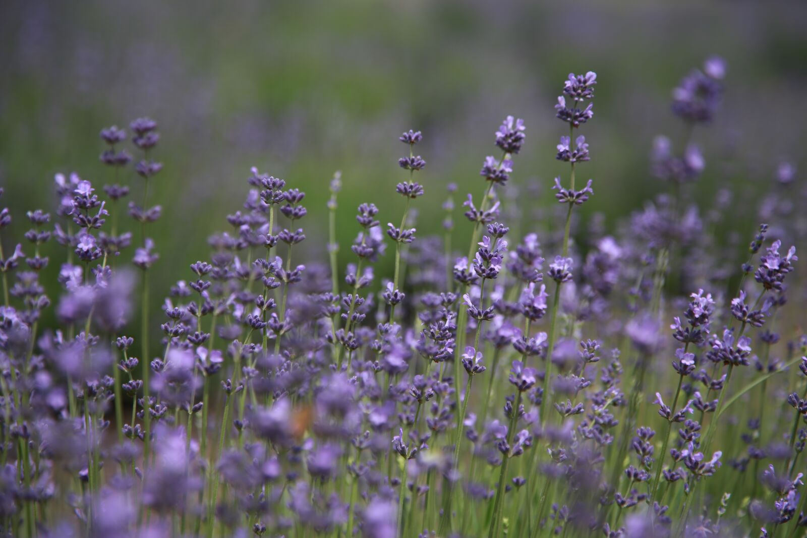 Canon EOS 6D + Canon EF 24-105mm F4L IS USM sample photo. Lavender, field, flowers photography
