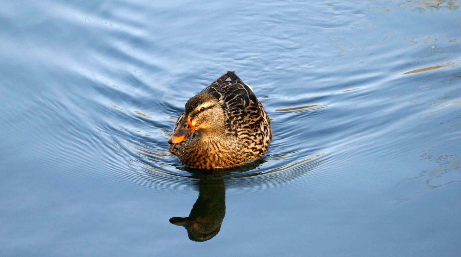 Panasonic Lumix DMC-FZ1000 sample photo. Nature, animals, duck photography