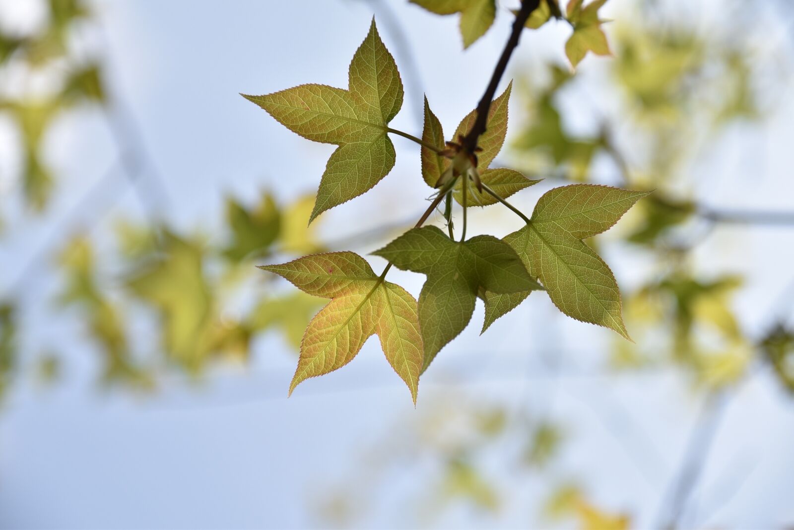 Nikon D5500 sample photo. Autumn, building, photography hobby photography