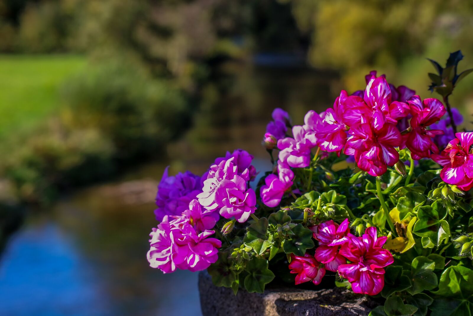Canon EOS 650D (EOS Rebel T4i / EOS Kiss X6i) sample photo. Nature, landscape, planters photography