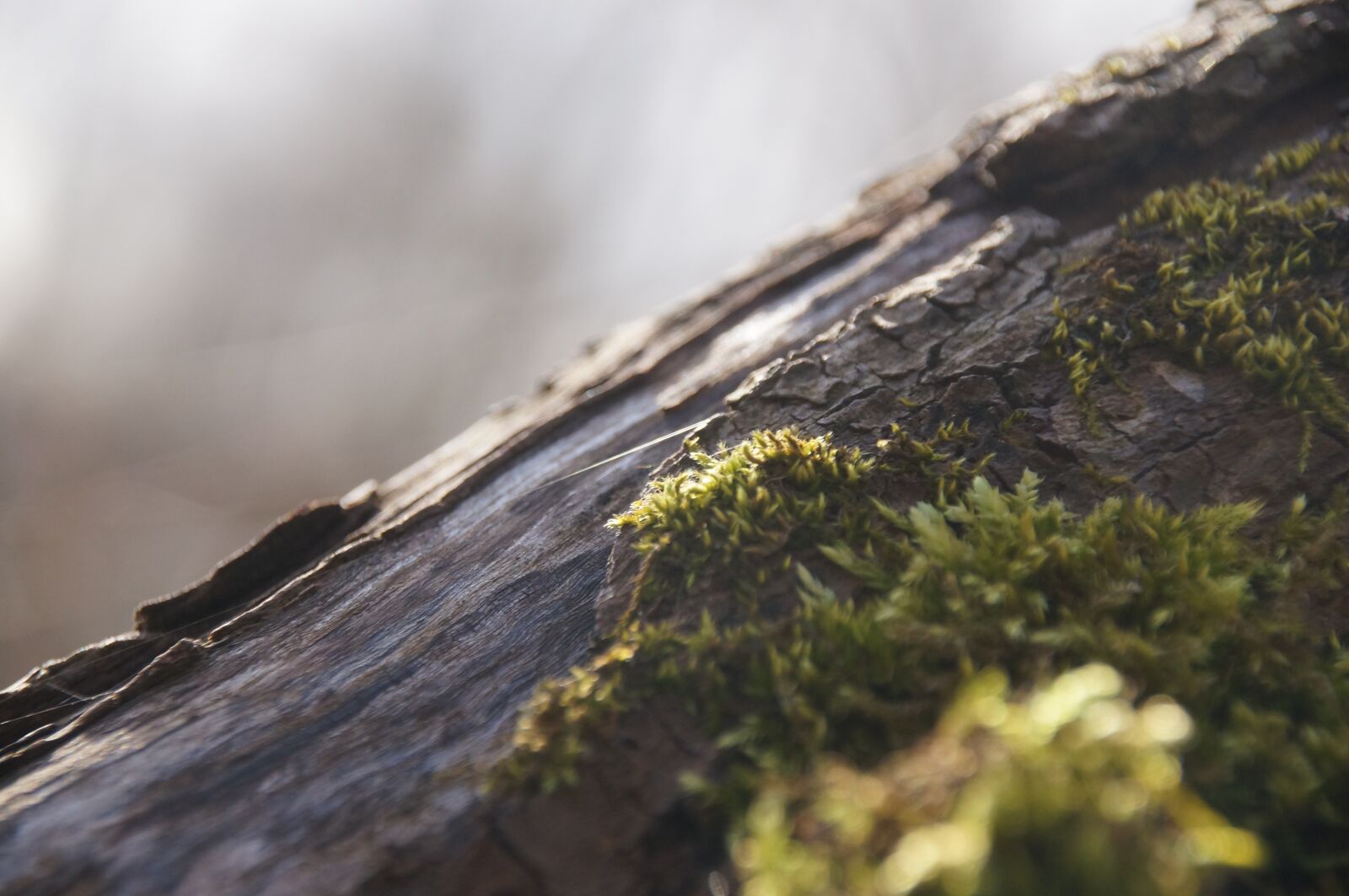 Sony SLT-A57 sample photo. Macro, close up, spring photography