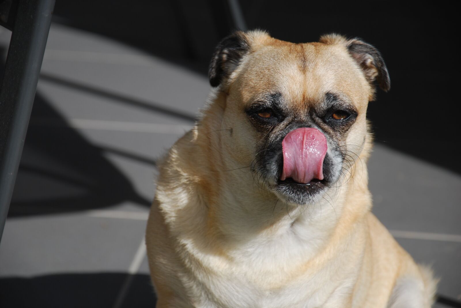 Nikon D60 sample photo. Pugalier, pug, dog photography
