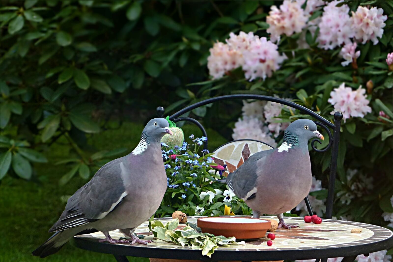 Panasonic Lumix DMC-FZ200 sample photo. Dove, ringdove, bird photography