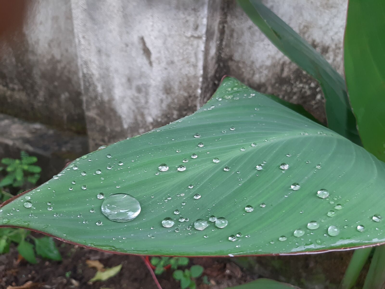 Samsung Galaxy A50 sample photo. Rain, rainyday, raindrops photography