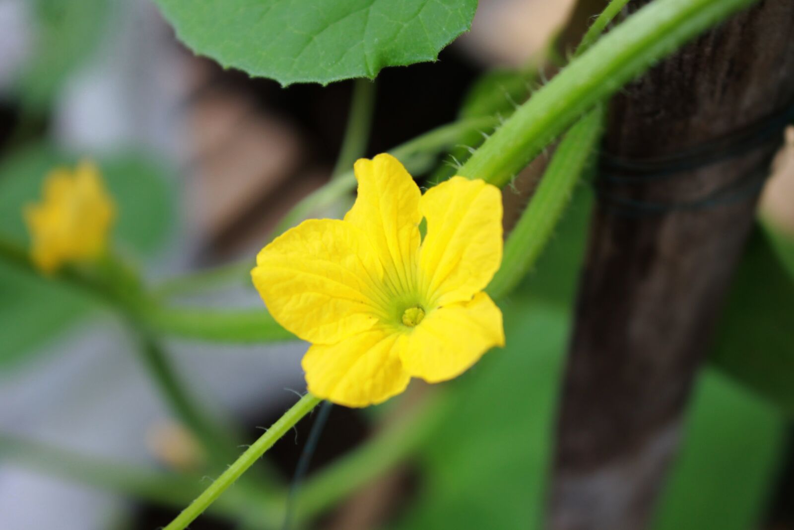 Canon EOS 1100D (EOS Rebel T3 / EOS Kiss X50) sample photo. Melon's flower, melon, plant photography