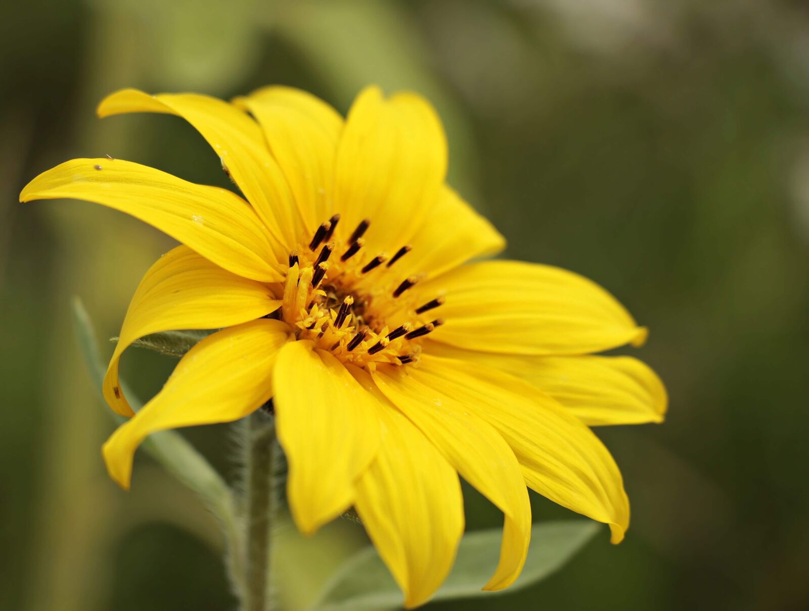 Canon EOS 100D (EOS Rebel SL1 / EOS Kiss X7) sample photo. Flower, nature, summer, sunflower photography