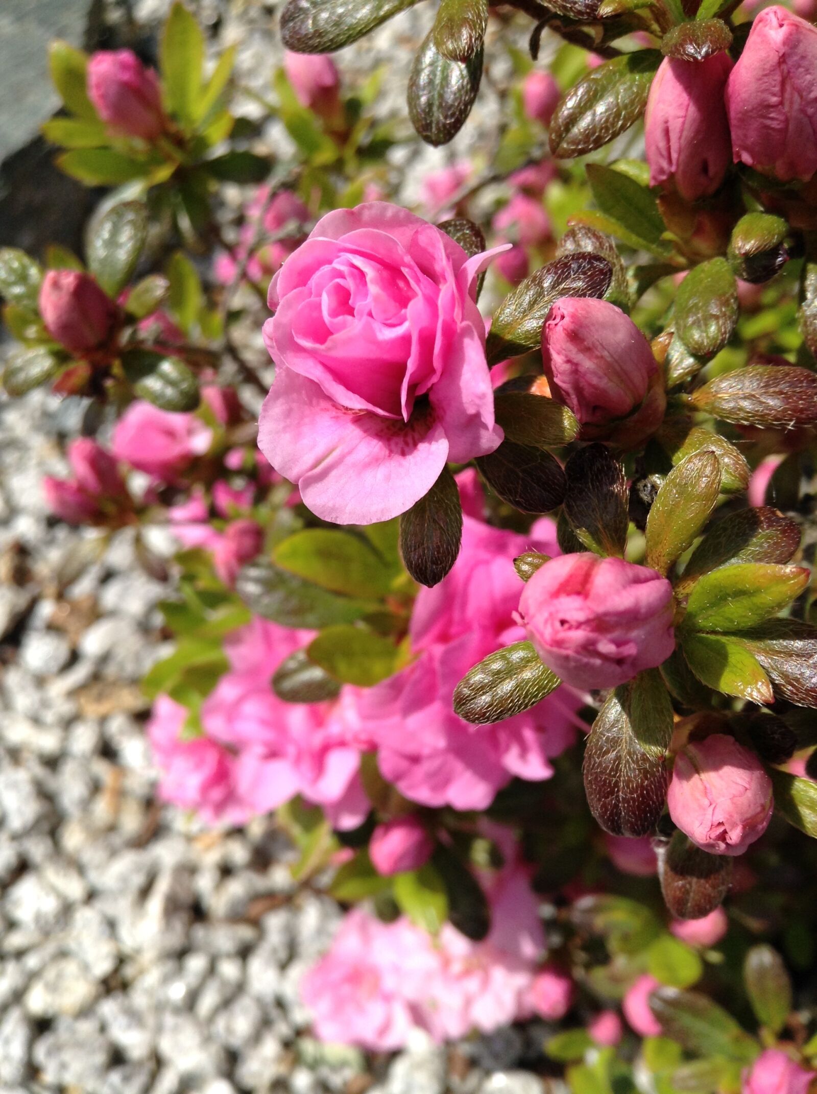 iPod touch back camera 3.3mm f/2.4 sample photo. Pink, flowers, green photography
