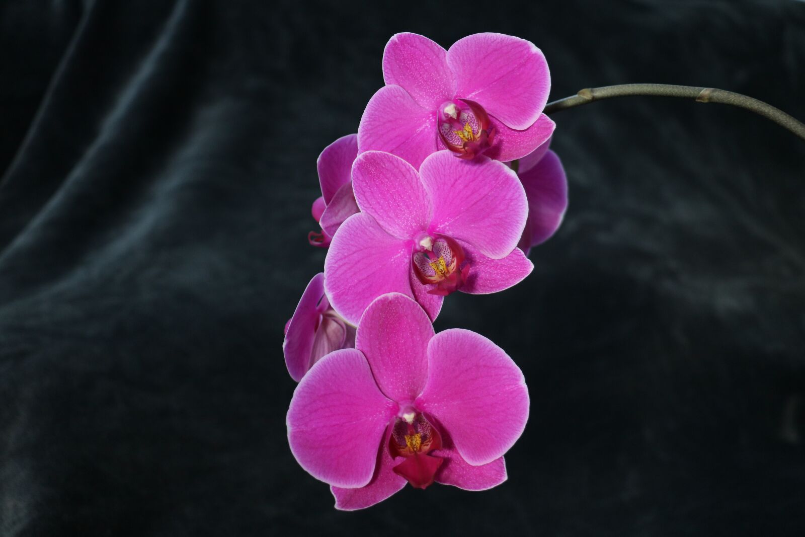 Canon EOS 760D (EOS Rebel T6s / EOS 8000D) sample photo. Orchid, flower, pink photography
