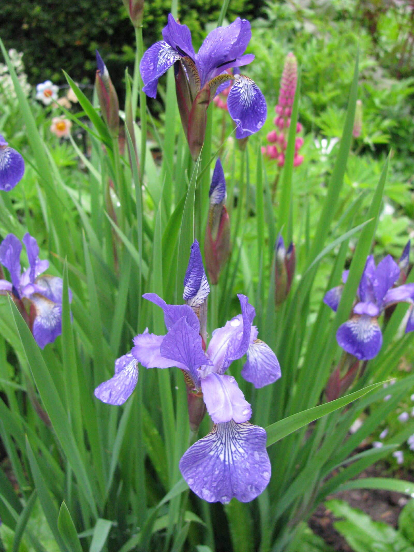 Canon POWERSHOT SX100 IS sample photo. Purple, iris, flowers photography